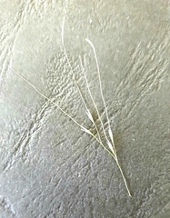 Austrostipa ramosissima