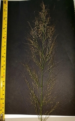 Austrostipa ramosissima