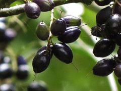 Helicia australasica