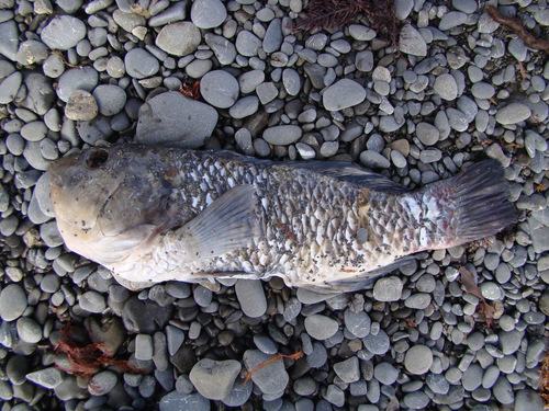 Notolabrus fucicola