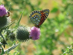 Speyeria nokomis carsonensis