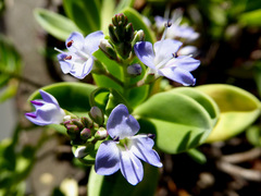 Veronica insularis