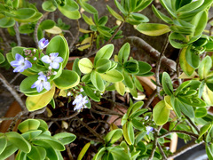 Veronica insularis