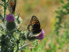 Speyeria nokomis carsonensis