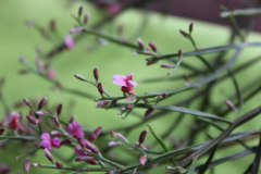 Jacksonia thesioides