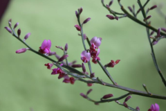 Jacksonia thesioides