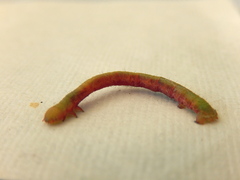 Didymoctenia exsuperata