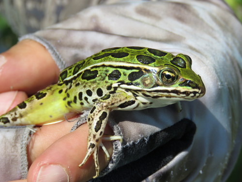 Northern Leopard Frog photographed in Nevada