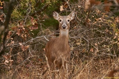 Odocoileus virginianus
