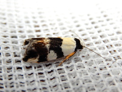 Zonopetala decisana