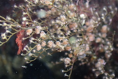 Eudendrium californicum