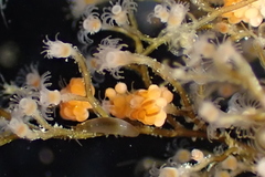 Eudendrium californicum