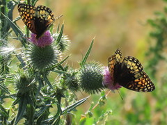 Speyeria nokomis carsonensis