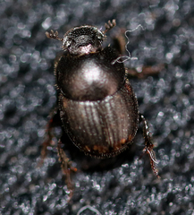 Onthophagus tuberculifrons