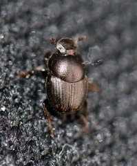 Onthophagus tuberculifrons