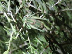 Idiostatus inermoides