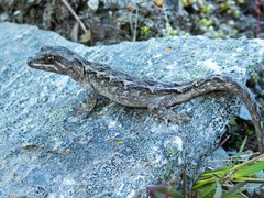 Mokopirirakau