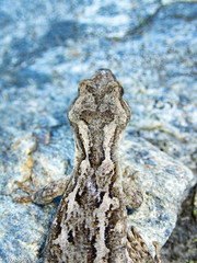 Mokopirirakau