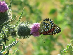 Speyeria nokomis carsonensis