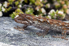 Mokopirirakau