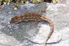 Mokopirirakau