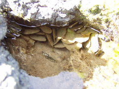 Brachidontes