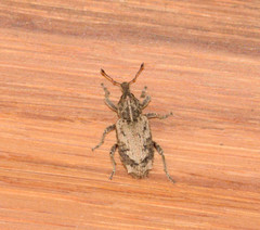 Listroderes difficilis