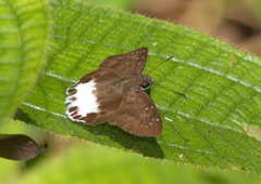 Tagiades ultra