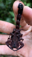 Tityus forcipula