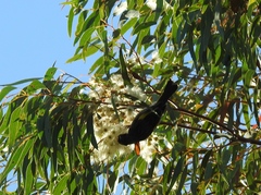 Phylidonyris novaehollandiae