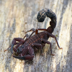 Tityus forcipula