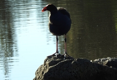 Porphyrio melanotus