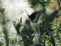 Speyeria nokomis carsonensis