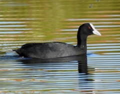 Fulica atra
