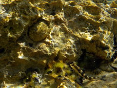 Microlipophrys adriaticus