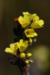 Myosotis australis