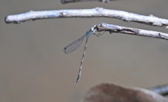 Indolestes tenuissimus