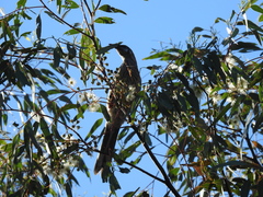 Anthochaera carunculata