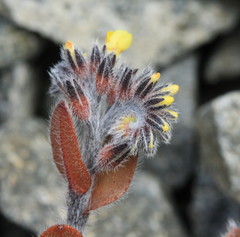 Myosotis australis