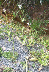 Raphanus raphanistrum raphanistrum