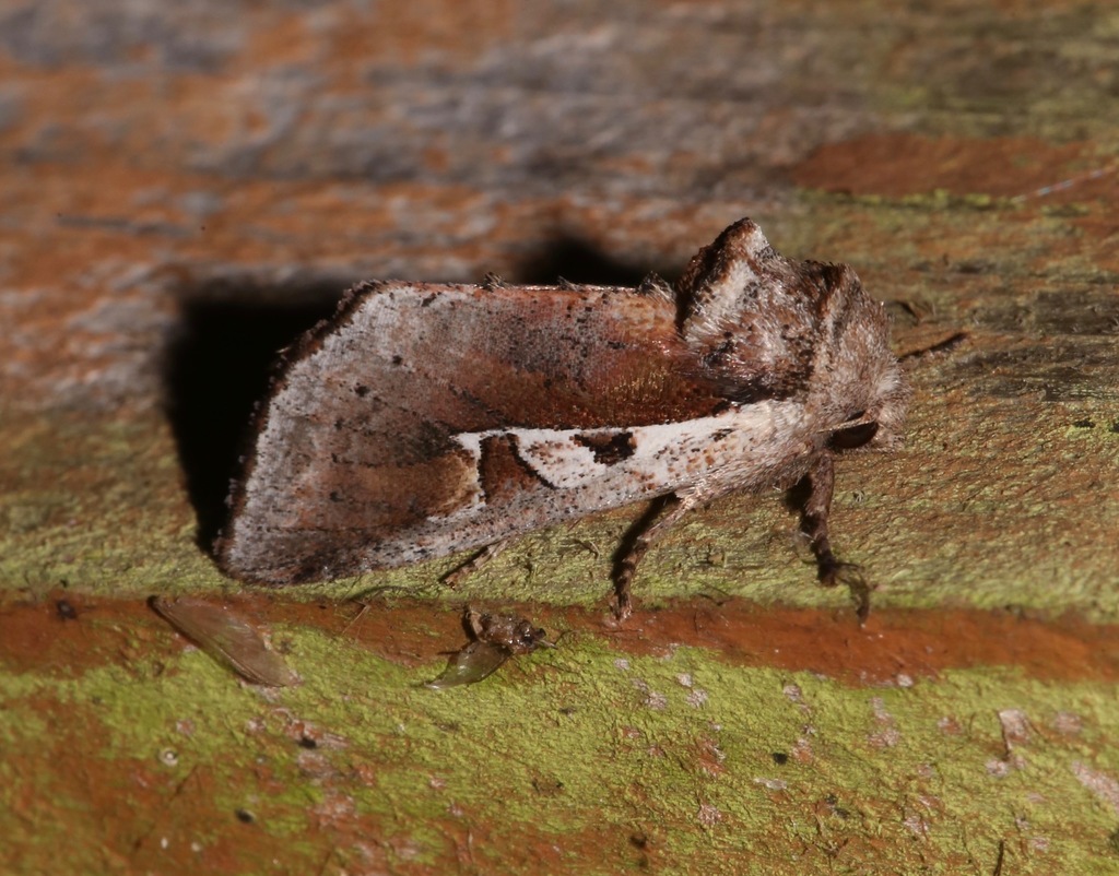 Meropleon cosmion