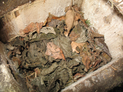 Muscardinus avellanarius