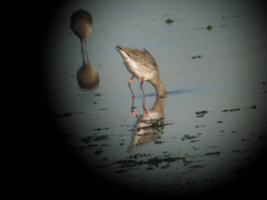 Limosa limosa islandica