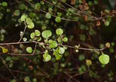 Coprosma arborea