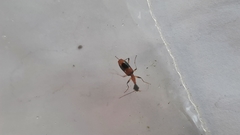Ophionea indica