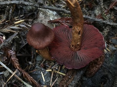 Cortinarius smithii