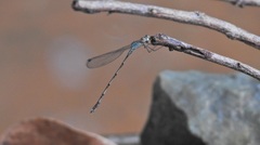 Indolestes tenuissimus