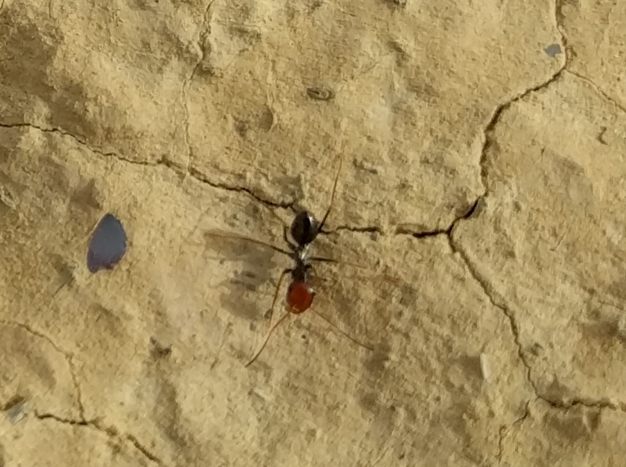 Cataglyphis albicans