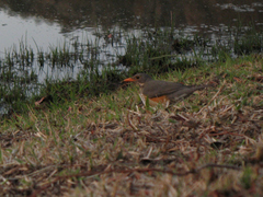 Turdus libonyana