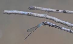 Indolestes tenuissimus